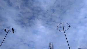 Николаевские голуби Драганов Виталия.