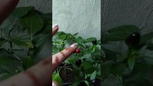Как цветет острый перец Алладин 🌶Черный перчик