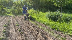 Первое окучивание картофеля