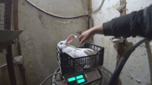 Очередная партия племенного кролика.