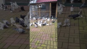 Кормление гонных  голубей.