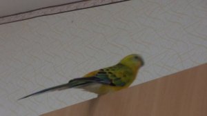 Певчий попугай Проша 4
