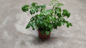 Радермахера