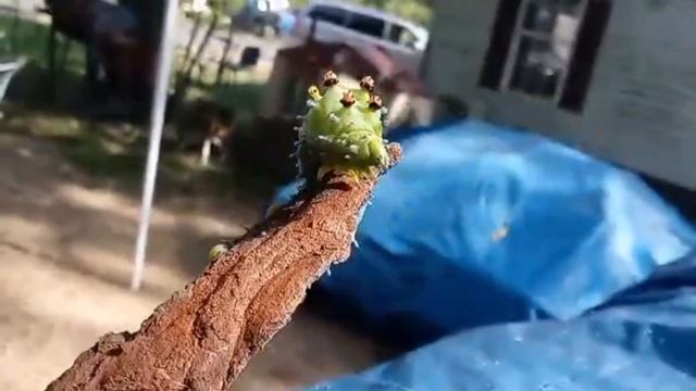 Crazy Cecropia Moth Caterpillar