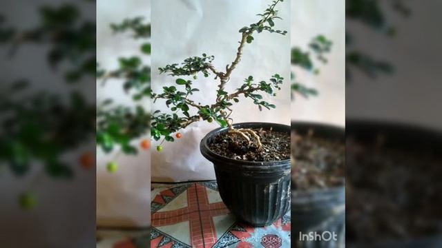 nama dan jenis Bonsai