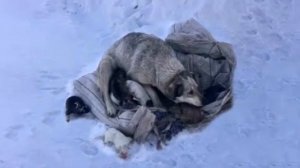 Мама собака плачет и умоляет спасти ее 10 щенков, замерзающих в снегу...