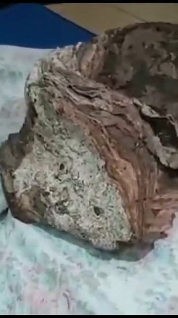 pembeli muntahan paus/ambergris Indonesia 081271613339 смотреть онлайн