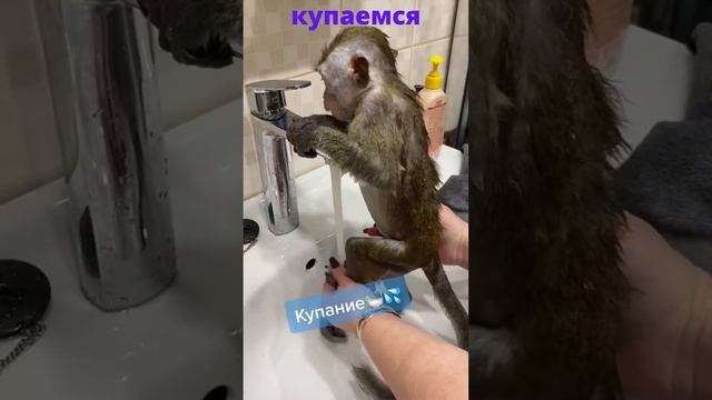 обезянка купаеться в душе смотреть онлайн