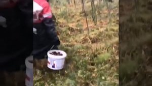 вот как-то так собирается кедровая шишка