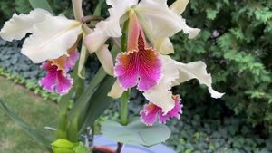 Cattleya Triumphans (Cattleya rex X Cattleya dowiana) First Bloom Orchid