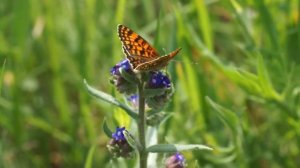 Hnědásek diviznový - Melitaea phoebe