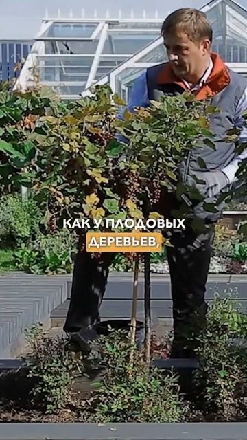 Смородина на штамбе. Подготовка смородины на штамбе к зиме. Обрезка смородины на штамбе осенью.