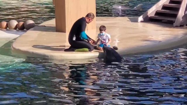 SEA WORLD DOLPHIN SHOW PART 2 | SEAWORLD | SEAWORLD ORLANDO FLORIDA | DOLPHIN SHOW | DOLPHINS смотреть онлайн
