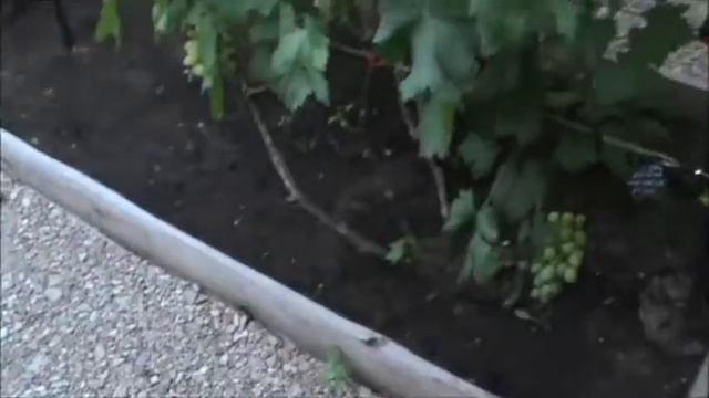 Про виноград Вспомним лето 2 смотреть онлайн