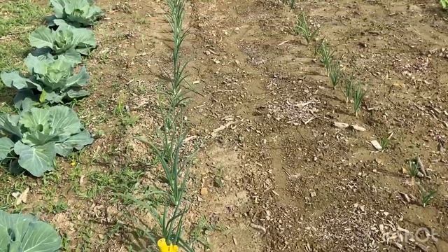 #Greenhouse and #Garden смотреть онлайн