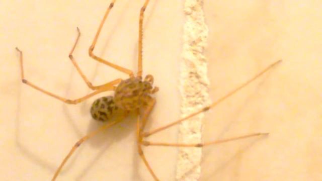 Amblipigio en Plottier WP 20180207 00 23 51 Pro смотреть онлайн