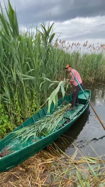 Косим камыш в воде #shortvideo #ukraine #природа #nature #agriculture #animals #украина #dog #горы смотреть онлайн