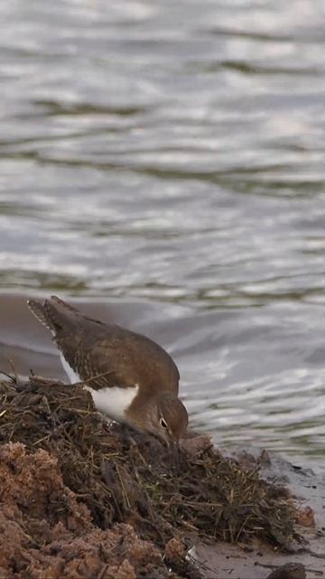 The differences between the Common and Green Sandpiper смотреть онлайн