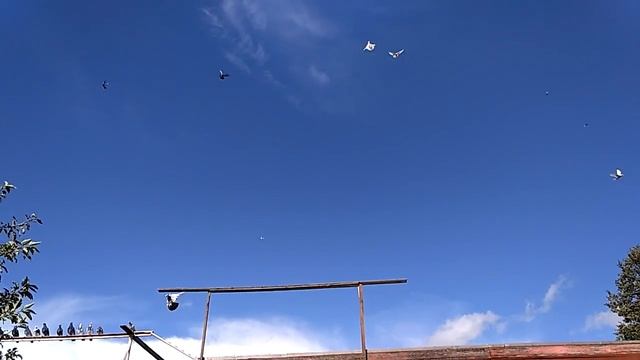 Ленинаканские голуби.Начало тренинга смотреть онлайн