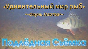 РЫБАЛКА С ПОДВОДНОЙ КАМЕРЫ ПОЛУЧИЛАСЬ ТАКАЯ ОКУНЯ ПЛОТВЫ ТЕЧЕНИЕ ВОДА МУТНАЯ ГЛУБИНА СЕМЬ МЕТРОВ