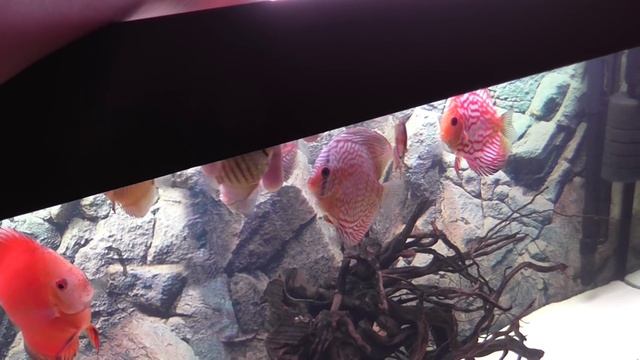 ДискусАквариум смотреть онлайн