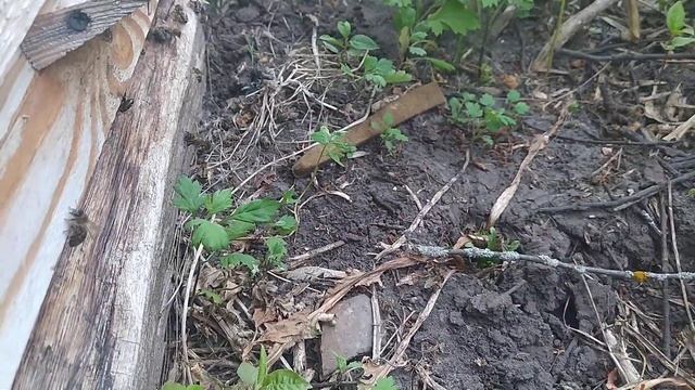 Пчёлы. Что с ними? смотреть онлайн