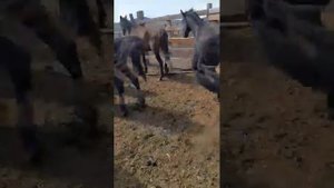КфхАтажукино Кабардинская порода лошадей