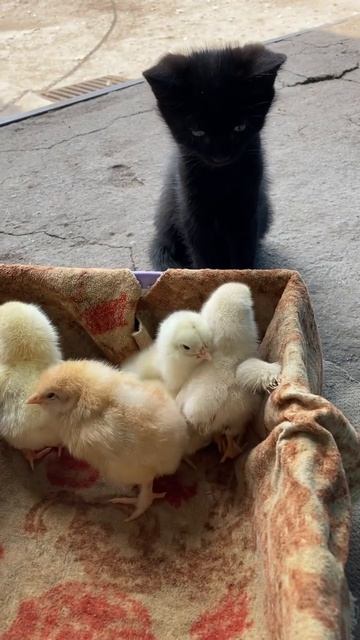 Знакомство #котята #котейка #2022 #топ #приколы #реки #кошки #кошкивидео #кот #кошкирулят #cat смотреть онлайн