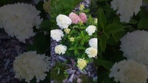 Гортензии - Самарская Лидия, Ванилла Фрайз. #гортензия #гортензияметельчатая #ванилла #сад #садовод