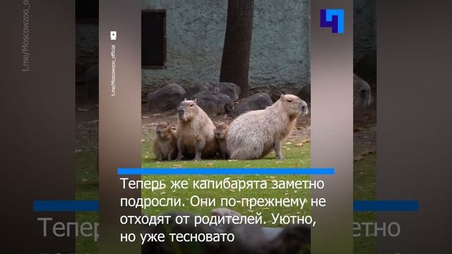 В Московском зоопарке (с трудом) запечатлели счастливое семейство капибар смотреть онлайн
