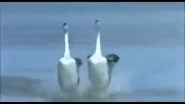 Очень красиво! смотреть онлайн