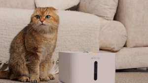 Pet Flat - высокотехнологичные товары для домашних питомцев.