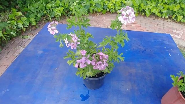 Citronella Blooming смотреть онлайн