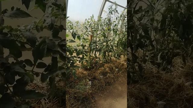 ЗАМУЛЬЧИРОВАЛА ТОМАТЫ В ТЕПЛИЦЕ. смотреть онлайн
