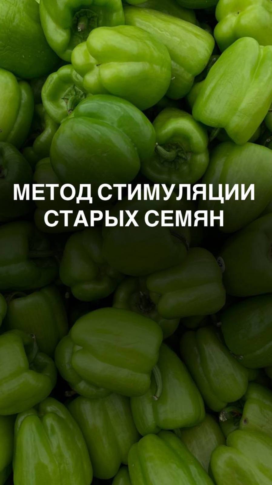 Барботирование наиболее эффективный метод стимуляции семян #семена #перец #посадки #рассада #всходы