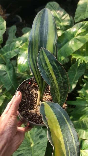 SANSEVIERIA MACROPHYLLA VARIEGATA jualtanaman monsteravariegata sansevieria