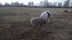 НОВОЕ видео про Баранов