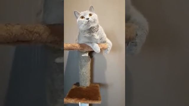 Мошка *мяу*! смотреть онлайн