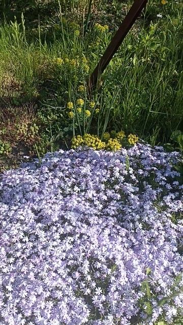 Проверка на аромат. 😊 смотреть онлайн