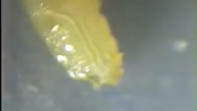 Heart rate in a  fruit fly larva. смотреть онлайн