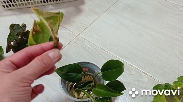 Комнатные цветы готовы к пересадке. Аллоказии, аглаонемы, глоксини, бегонии...