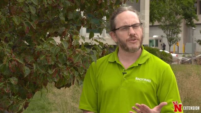 Pear Rust смотреть онлайн