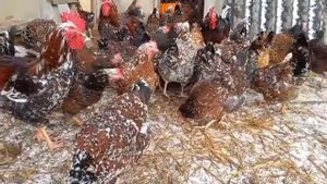 С добрым утром! Ливенские куры