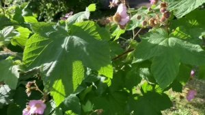 Малиноклен? Что за чудо-чудное? Ароматное...