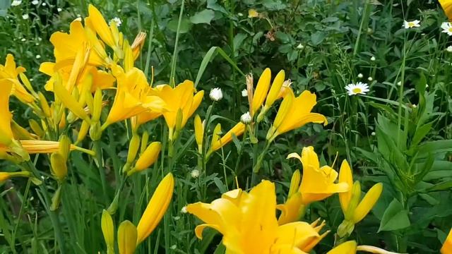 Краски лета. Лилейник цветёт смотреть онлайн