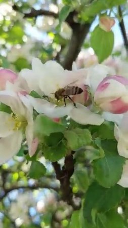 Apple Pollination Bees