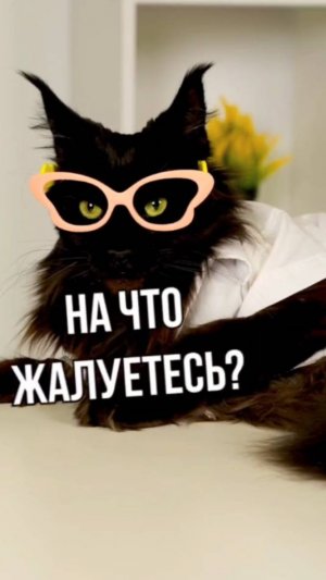 На приеме у КОТопевта 🩺