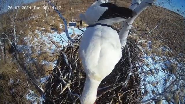 Вернувшиеся в Приамурье аисты ремонтируют гнездо смотреть онлайн