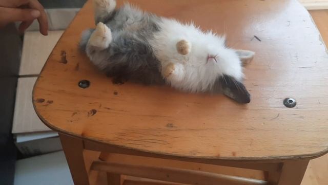 mon 🐰 lapin dort sur son dos trop mimi смотреть онлайн