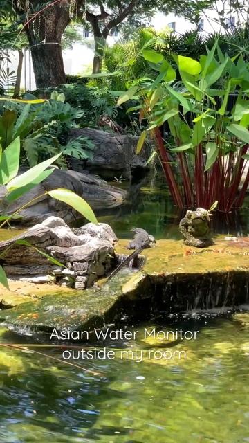 Lizard Outside my room 😱 #travelblogger #travelvlog #ytshorts #scarystories #viral смотреть онлайн